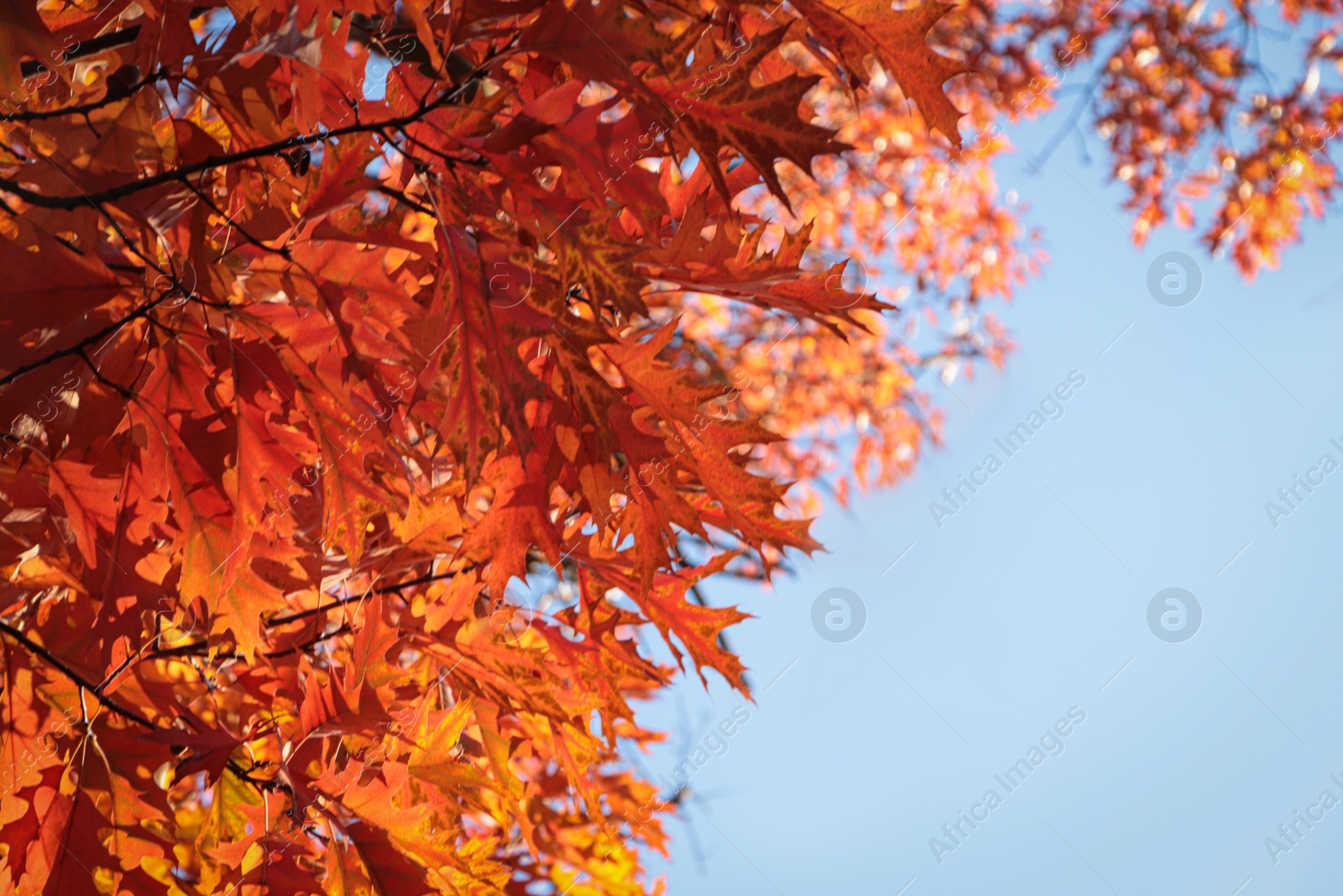 Photo of Beautiful trees with autumn leaves against sky on sunny day, low angle view