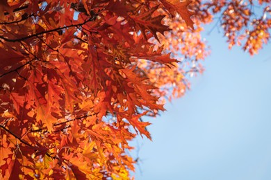 Beautiful trees with autumn leaves against sky on sunny day, low angle view