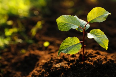 Photo of Seedling growing in fresh soil outdoors, closeup. Planting tree. Space for text