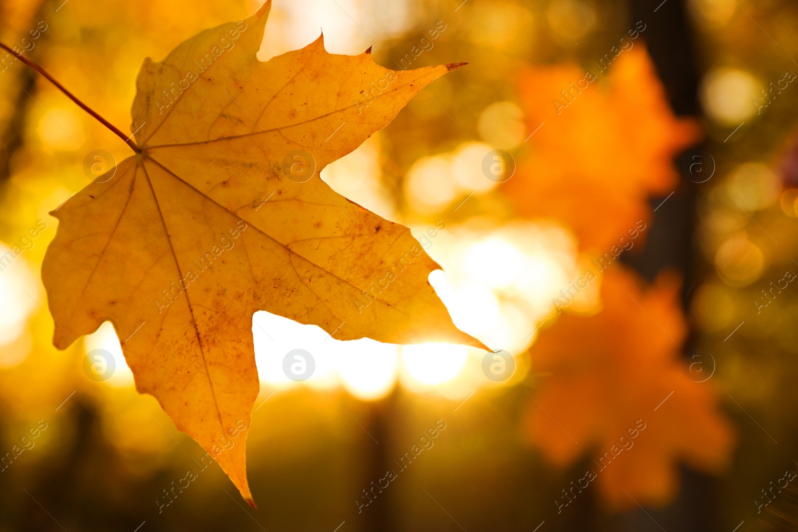 Photo of Beautiful golden leaf in park, closeup. Autumn season
