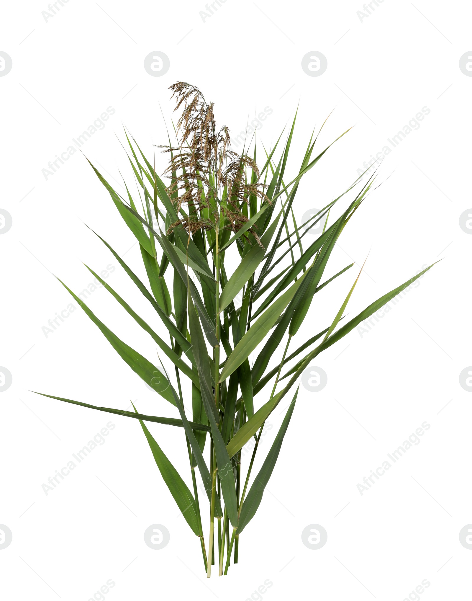 Photo of Beautiful reeds with lush green leaves and seed head on white background