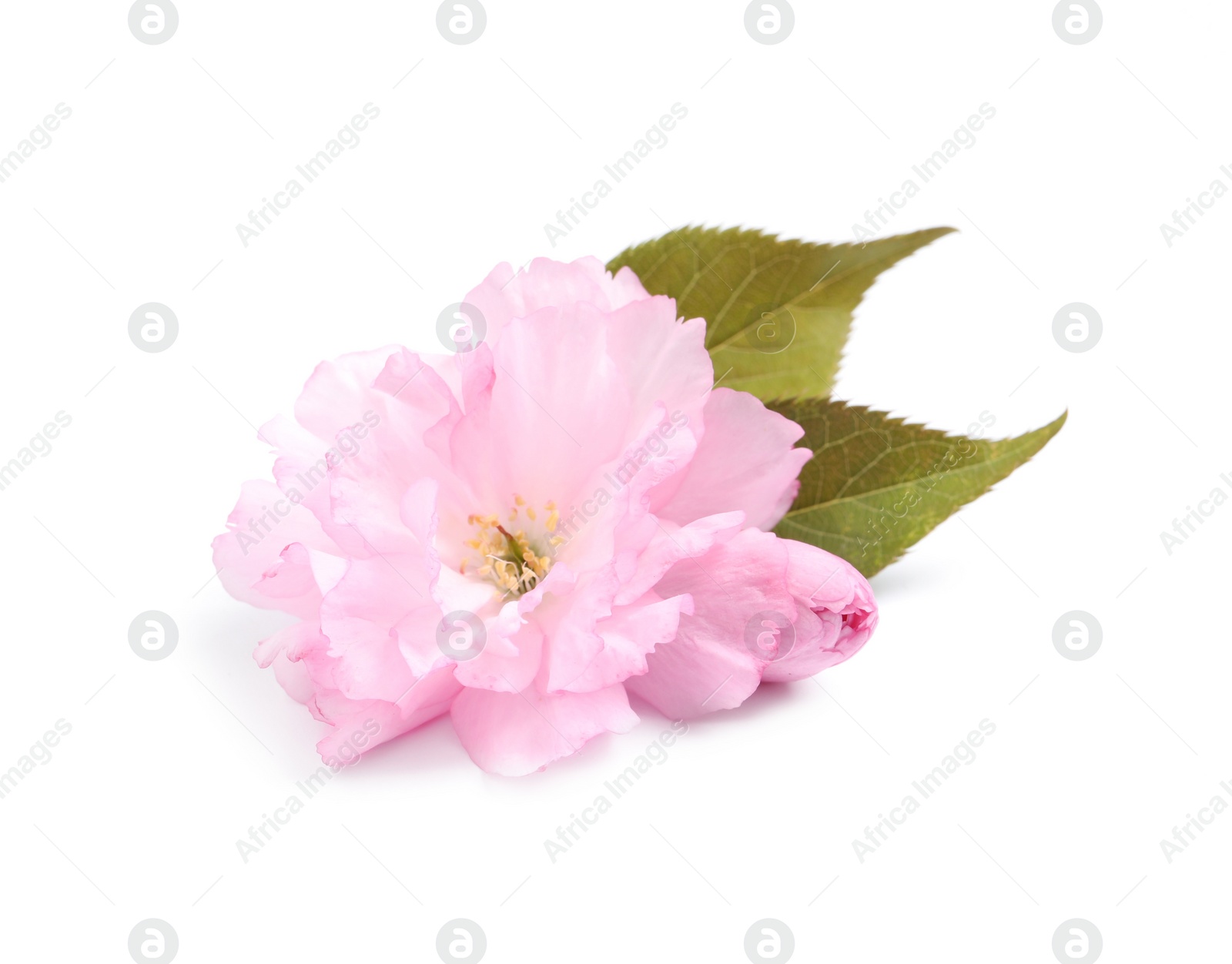 Photo of Beautiful pink sakura blossoms with leaves isolated on white