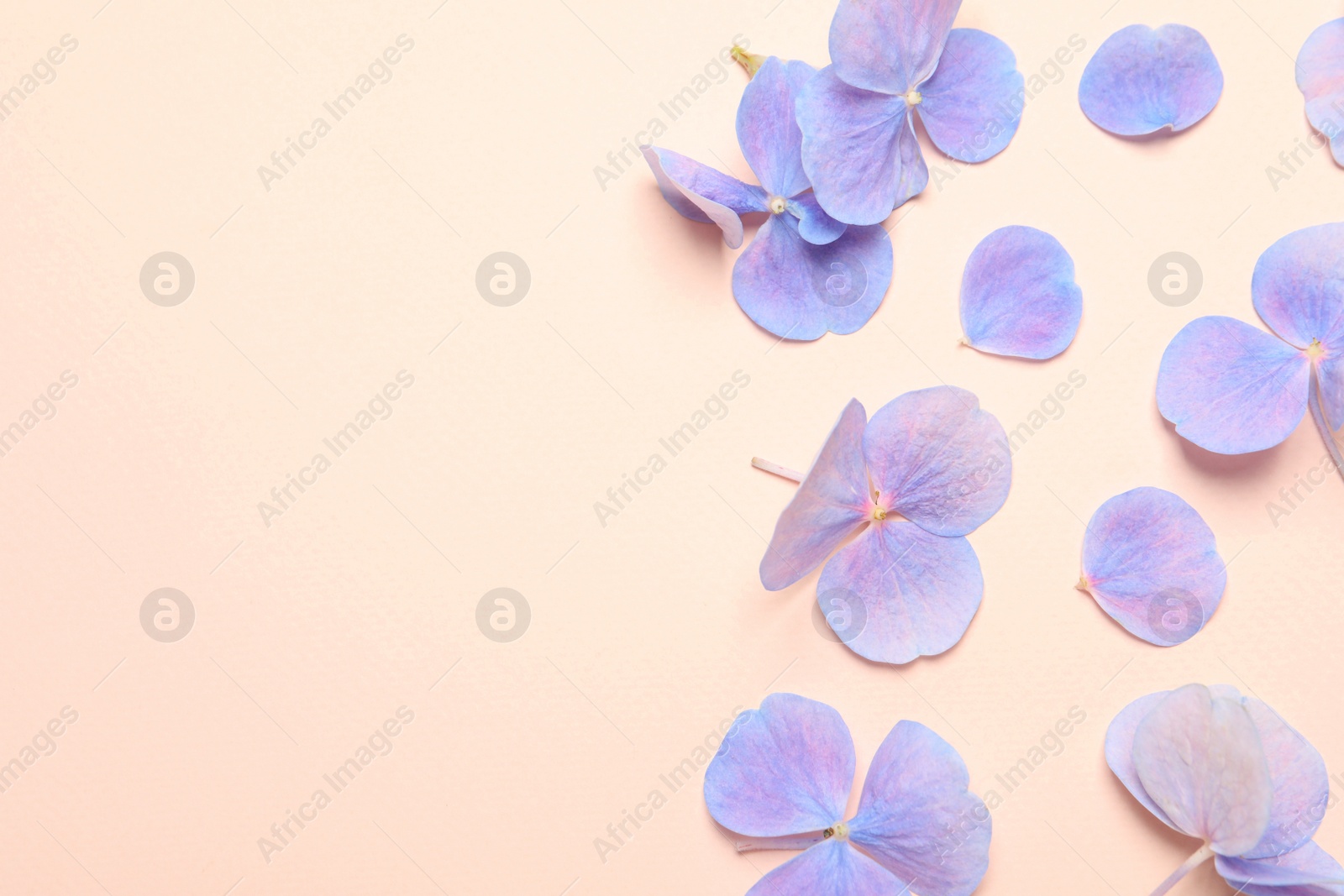 Photo of Beautiful hortensia flowers on pale light beige background, flat lay. Space for text