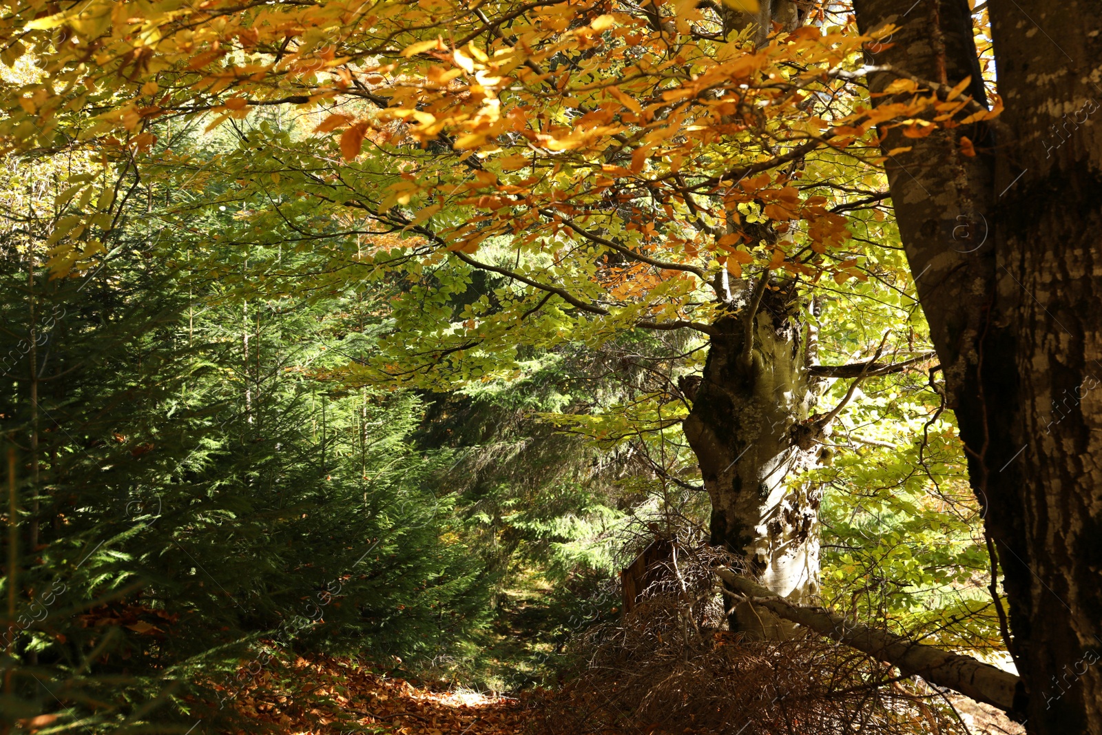 Photo of Picturesque view of beautiful forest in autumn