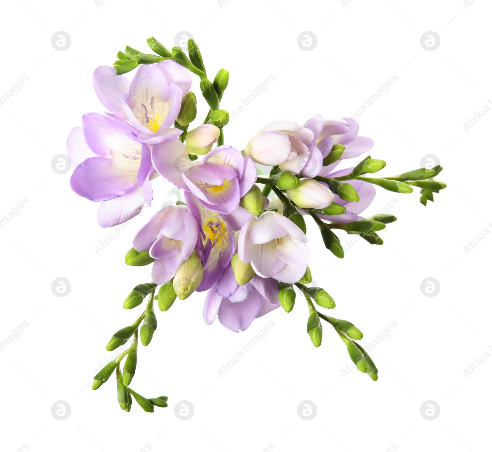 Photo of Bouquet of fresh freesia flowers isolated on white, top view