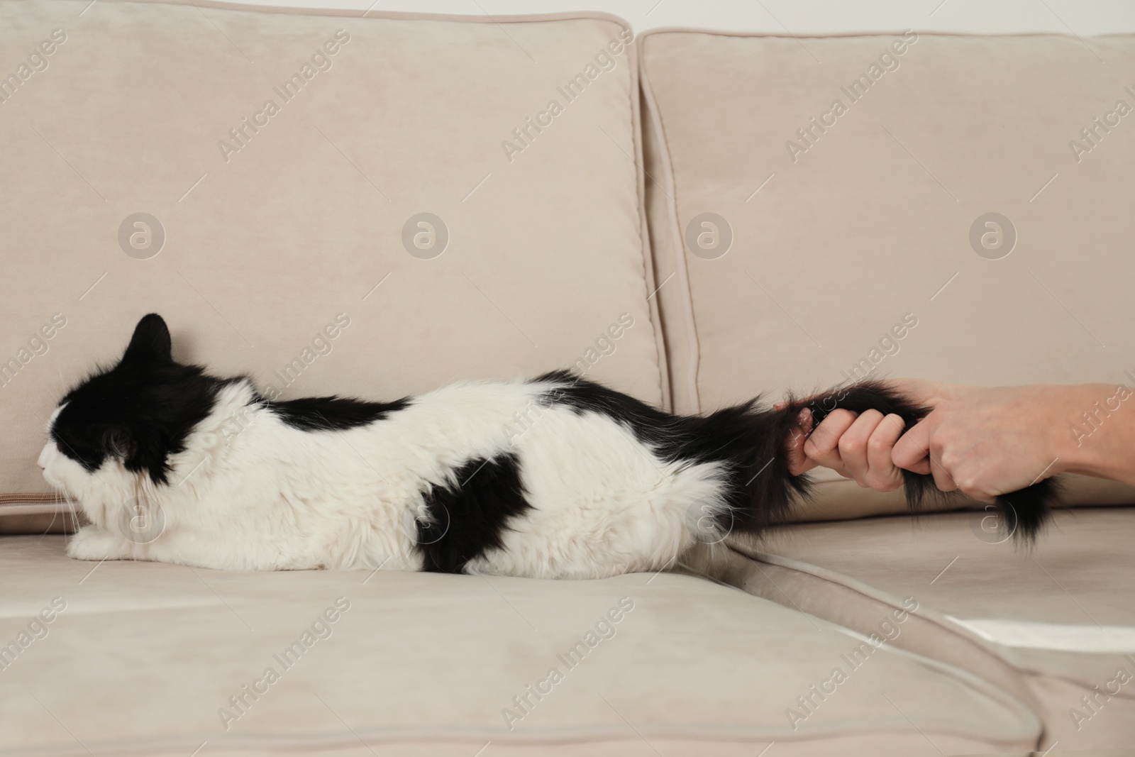 Photo of Woman beating cat at home, closeup of hands. Domestic violence against pets
