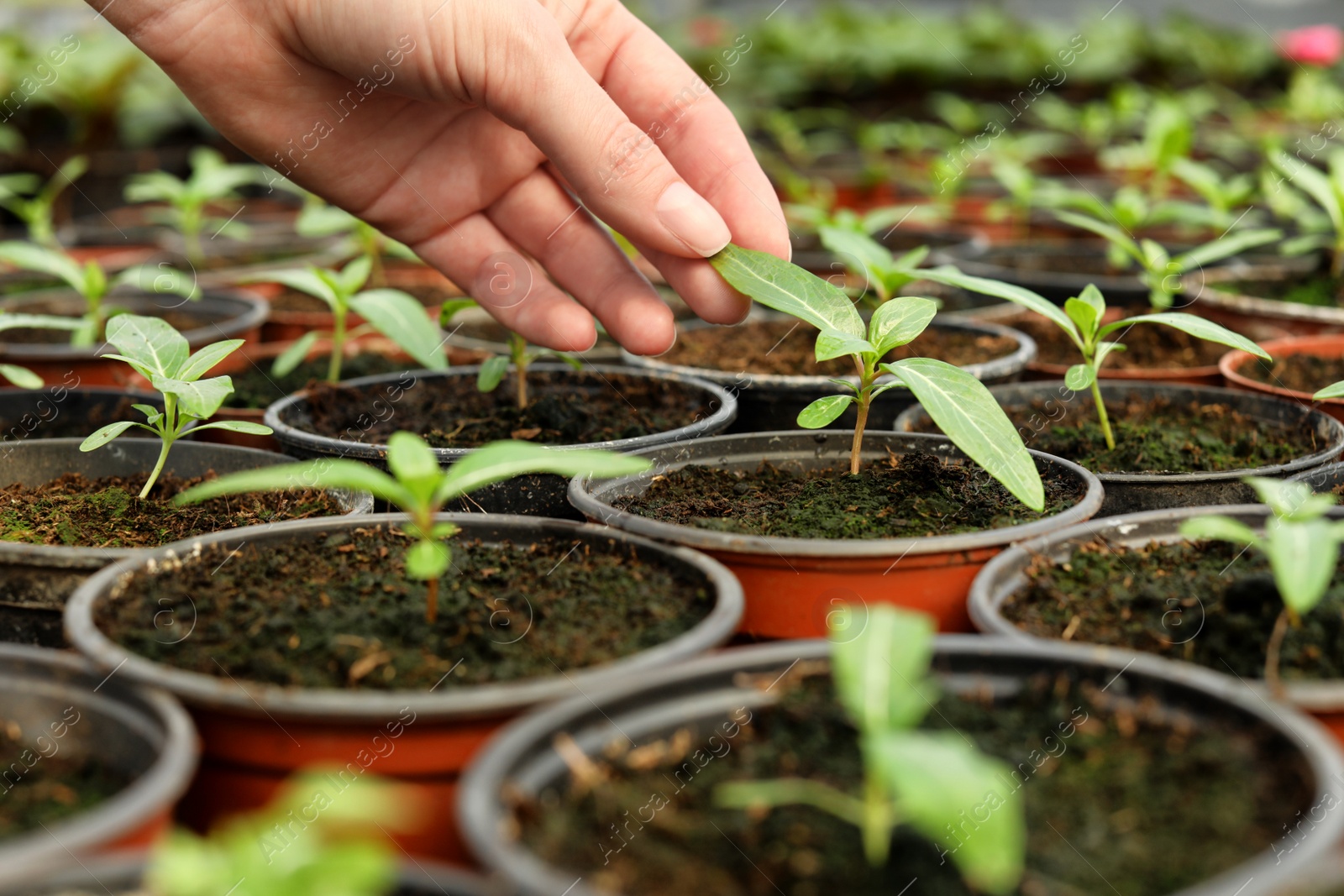 Photo of Woman taking care of seedlings in greenhouse, closeup