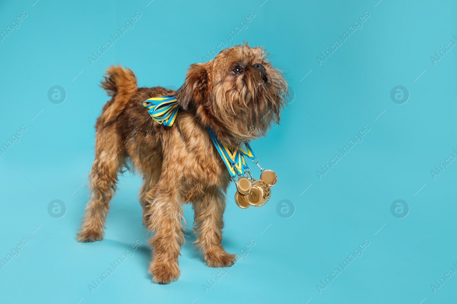 Photo of Cute Brussels Griffon dog with champion medals on light blue background