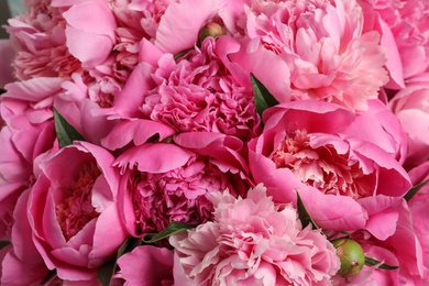 Photo of Fragrant peonies as background, closeup view. Beautiful spring flowers