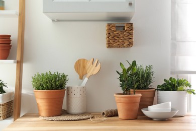 Photo of Different aromatic potted herbs on wooden table indoors