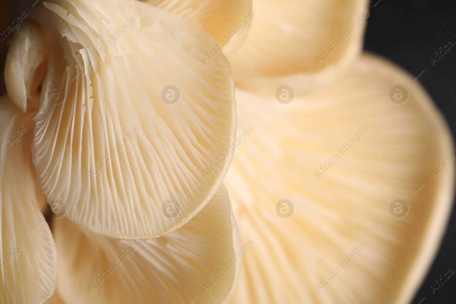 Photo of Fresh oyster mushrooms on black background, macro view