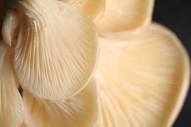 Photo of Fresh oyster mushrooms on black background, macro view