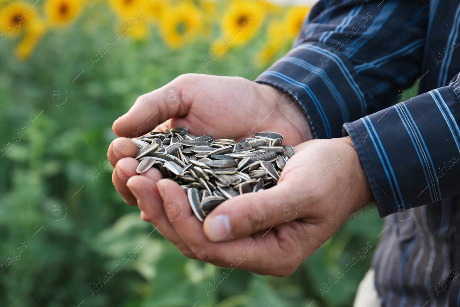 Photo of Man holding heap of sunflower seeds in field, closeup