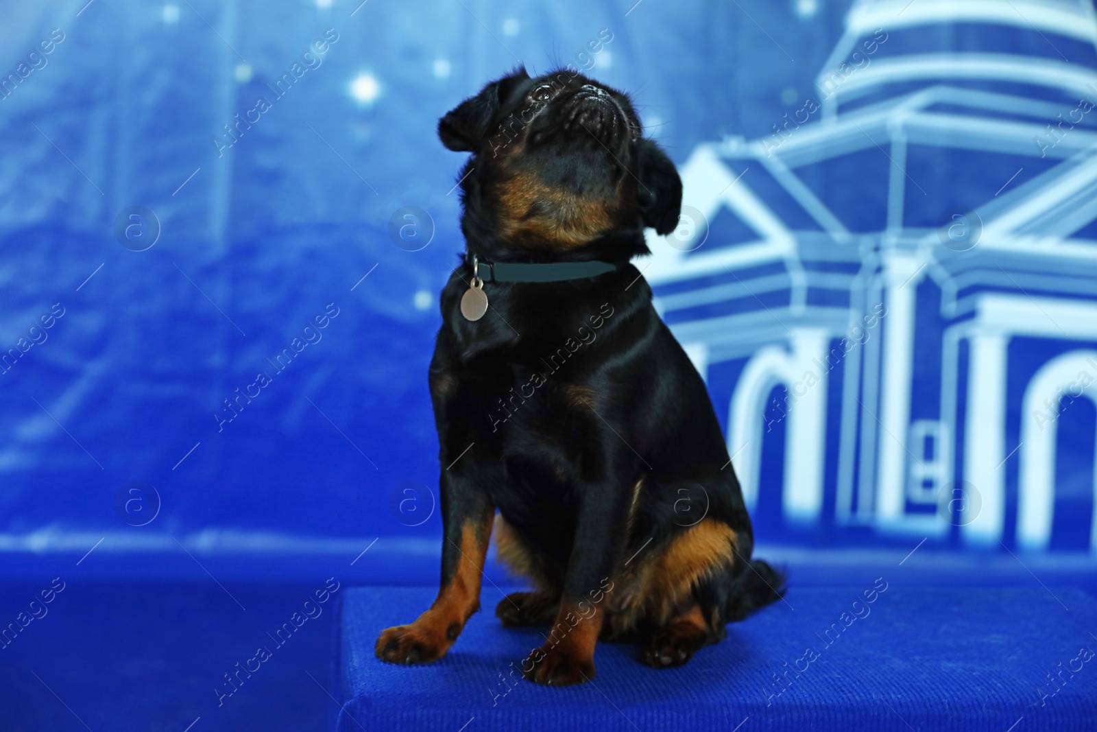 Image of Adorable black Petit Brabancon dog sitting on blurred blue background