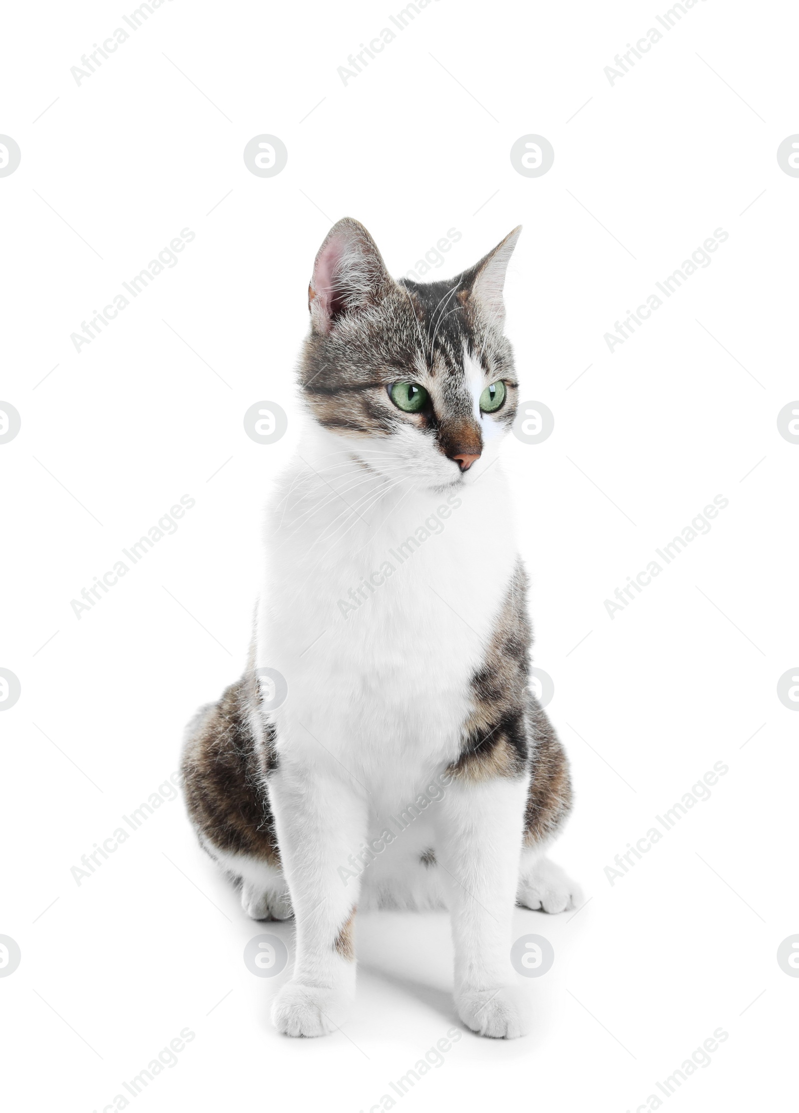 Photo of Cute cat on white background. Lovely pet