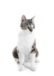 Cute cat on white background. Lovely pet