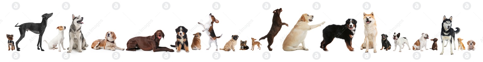 Image of Collage with different dogs on white background. Banner design