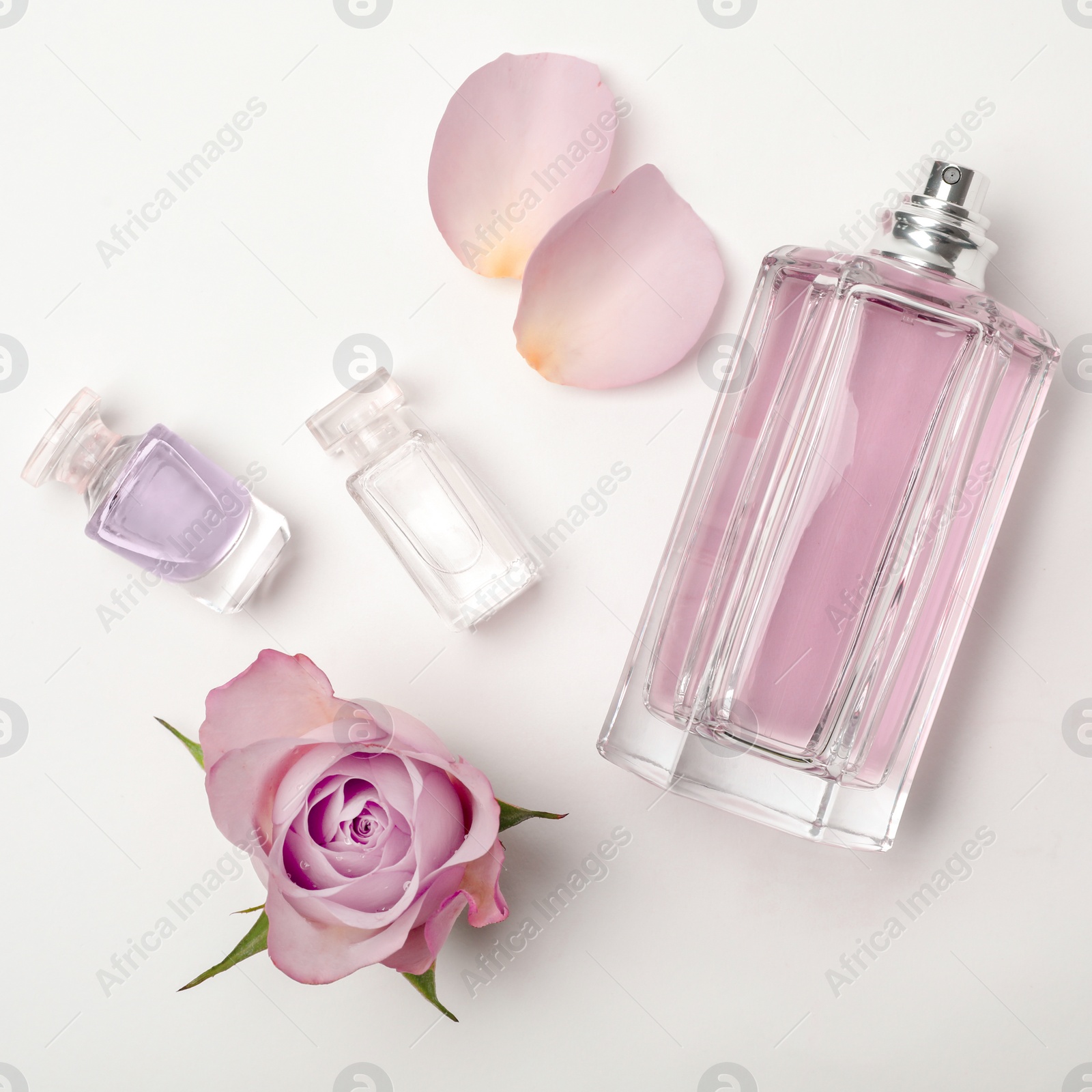 Photo of Composition with transparent bottles of perfume and beautiful flower on white background