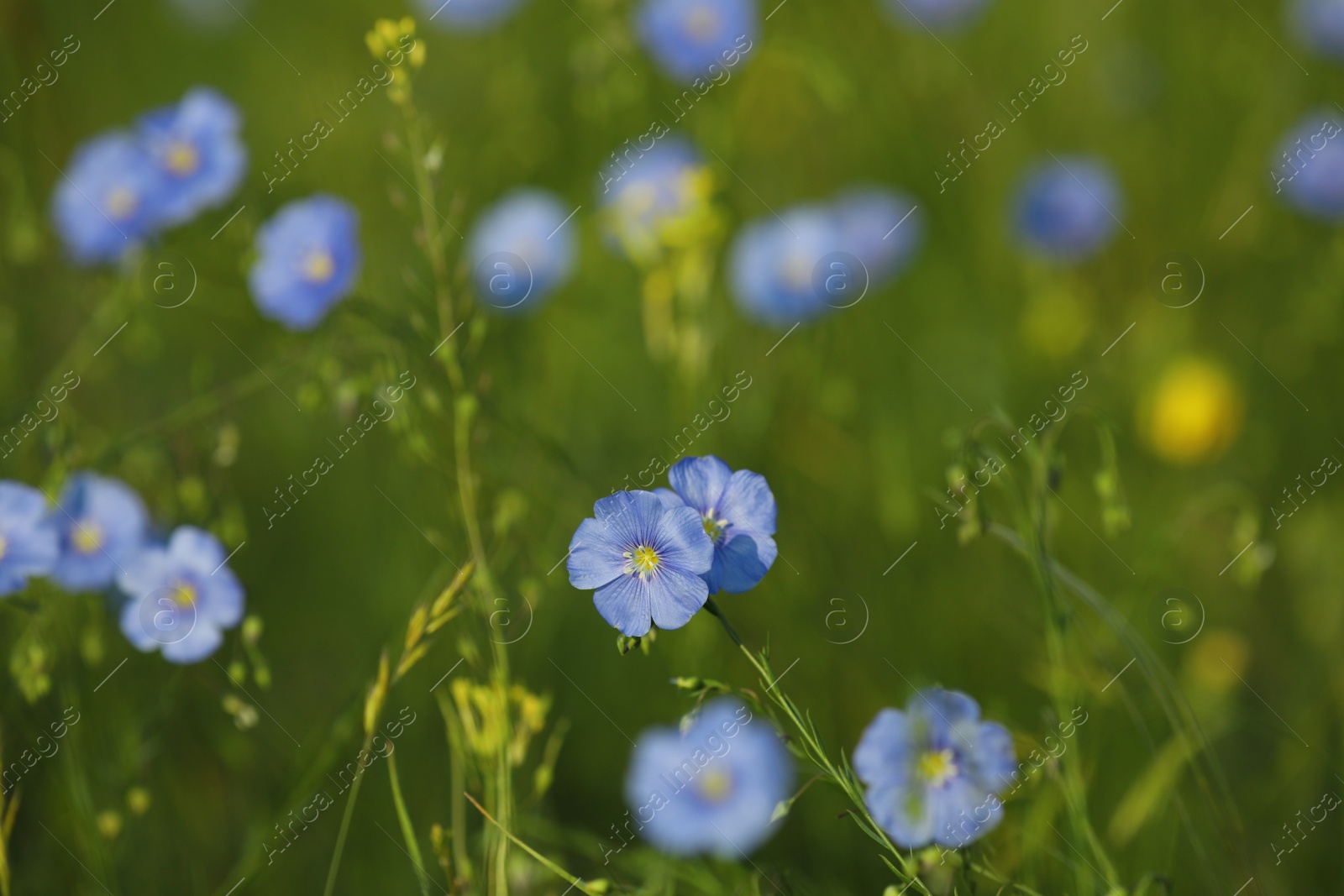 Photo of Many beautiful blooming flax plants in meadow