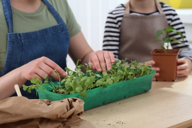 Mother and daughter planting seedlings into plastic container together at wooden table, closeup