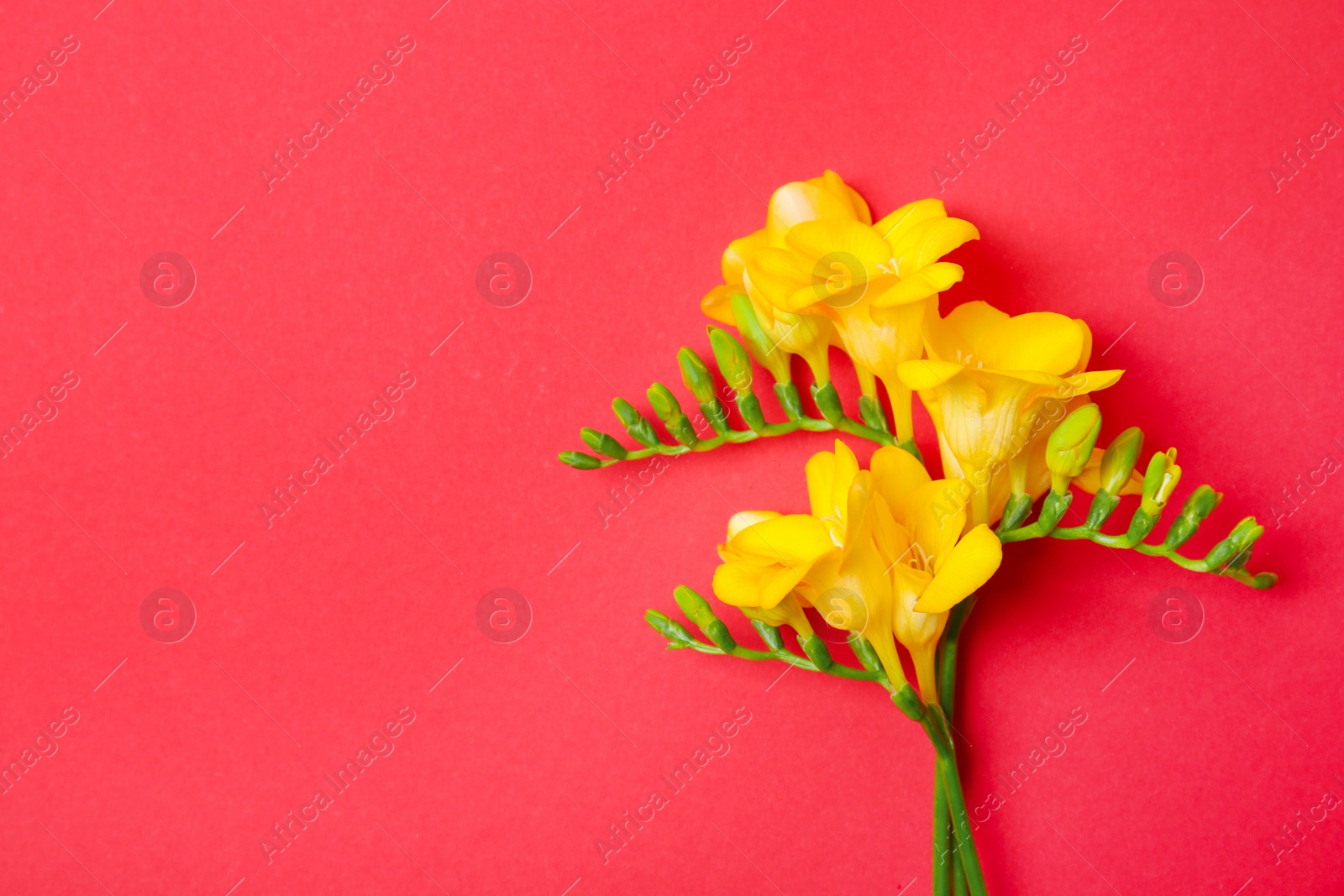 Photo of Beautiful freesia flowers on color background