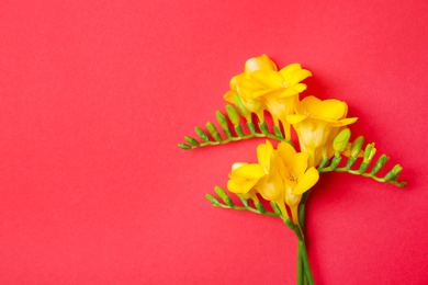 Beautiful freesia flowers on color background