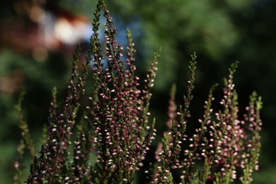 Photo of Heather shrub with beautiful flowers growing outdoors, closeup