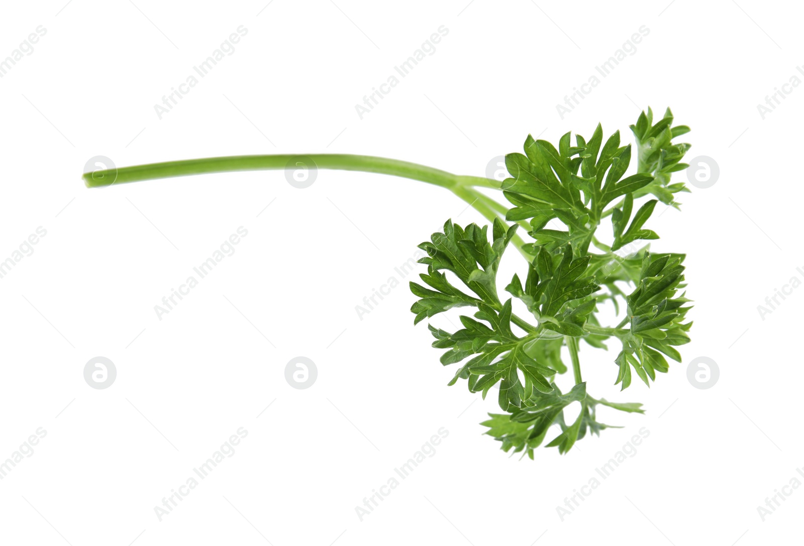 Photo of Fresh green organic parsley on white background