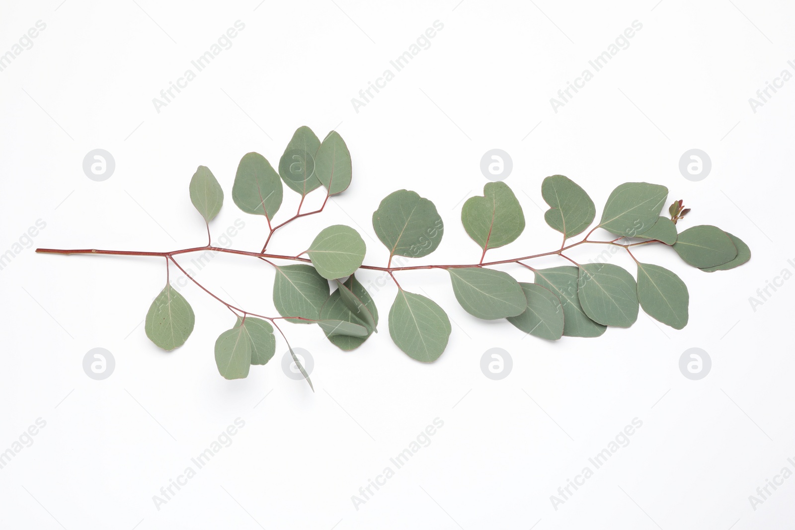 Photo of Eucalyptus branch with fresh leaves isolated on white, top view