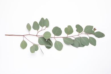 Eucalyptus branch with fresh leaves isolated on white, top view