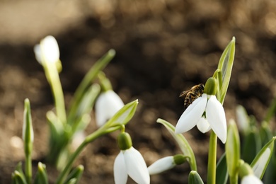 Photo of Bee on beautiful snowdrop outdoors, closeup. Space for text