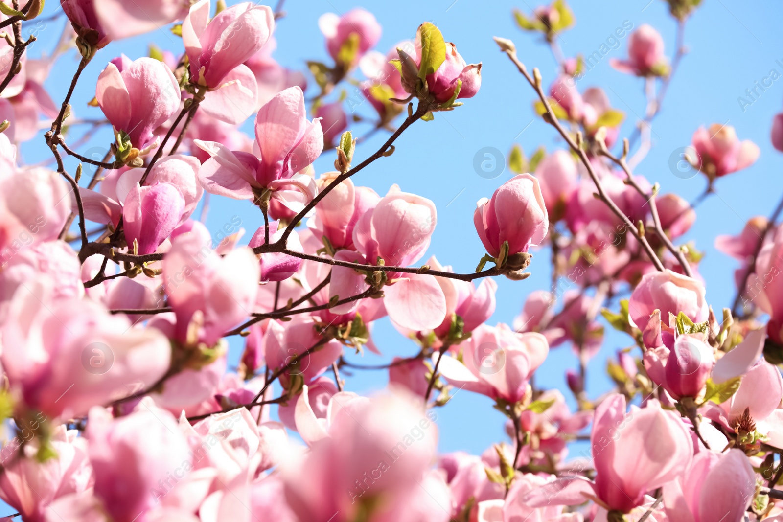 Photo of Beautiful magnolia tree with pink blossom outdoors. Spring season