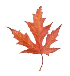 Photo of Dry leaf of Japanese maple tree isolated on white. Autumn season
