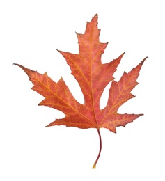 Dry leaf of Japanese maple tree isolated on white. Autumn season