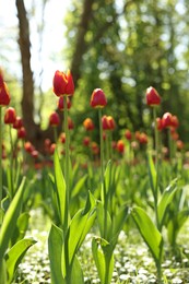 Photo of Beautiful bright tulips growing outdoors on sunny day