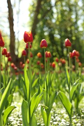 Beautiful bright tulips growing outdoors on sunny day