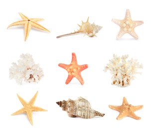 Image of Set with sea stars, shells and corals isolated on white