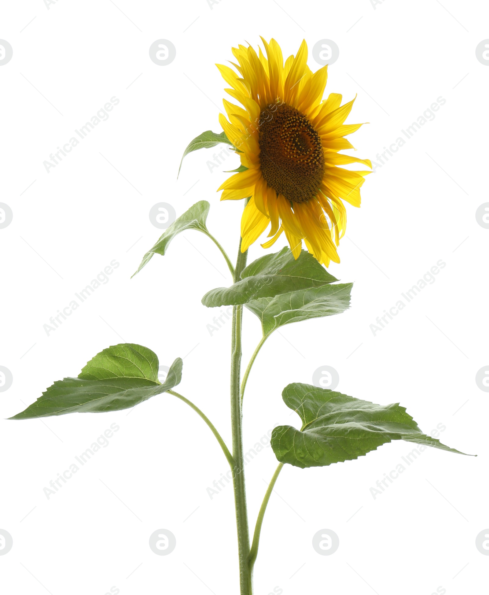 Photo of Beautiful bright blooming sunflower isolated on white