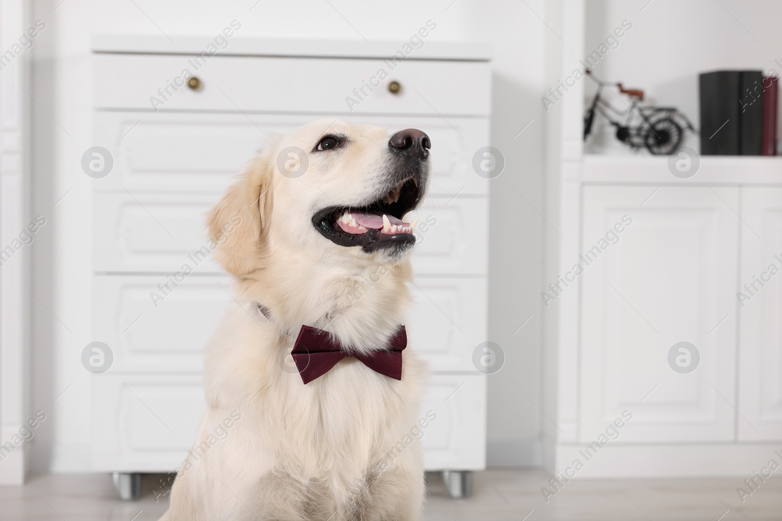 Photo of Cute Labrador Retriever with stylish bow tie indoors. Space for text