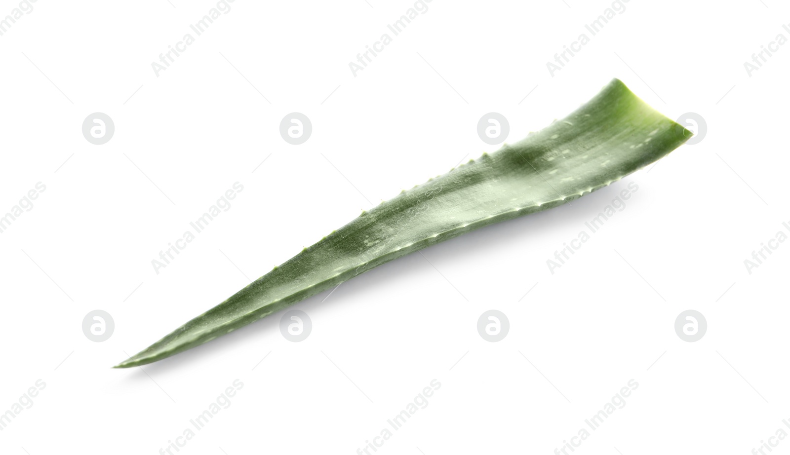 Photo of Green aloe vera leaf isolated on white