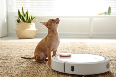 Modern robotic vacuum cleaner and Chihuahua dog on floor at home