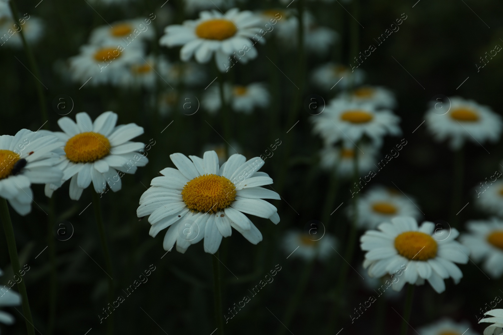 Photo of Beautiful chamomile flowers growing in field, closeup