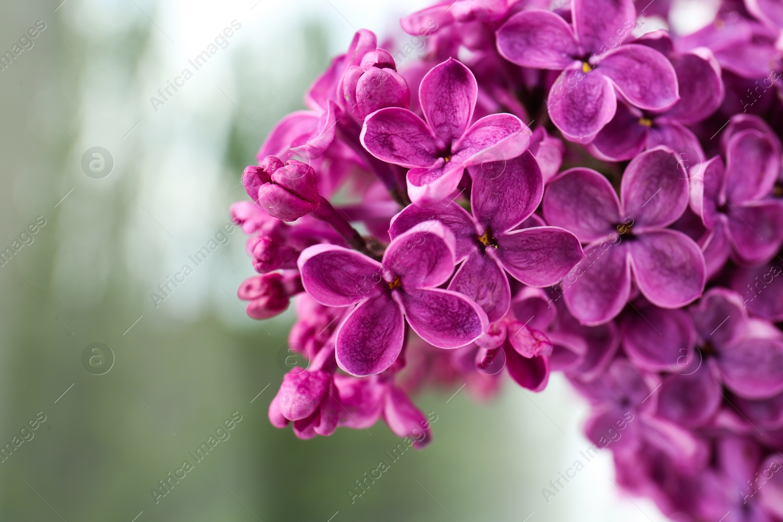 Photo of Closeup view of beautiful lilac flowers against blurred background