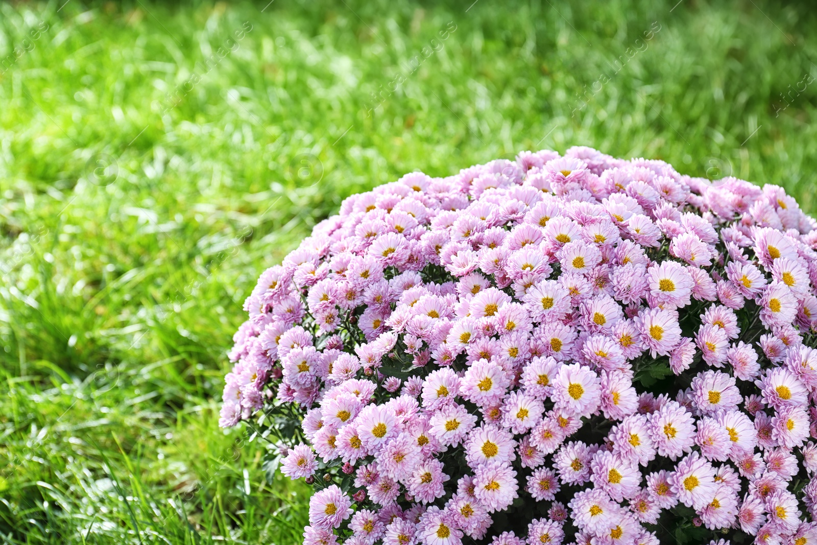 Photo of Beautiful colorful chrysanthemum flowers on green grass