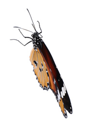 Photo of Beautiful painted lady butterfly isolated on white