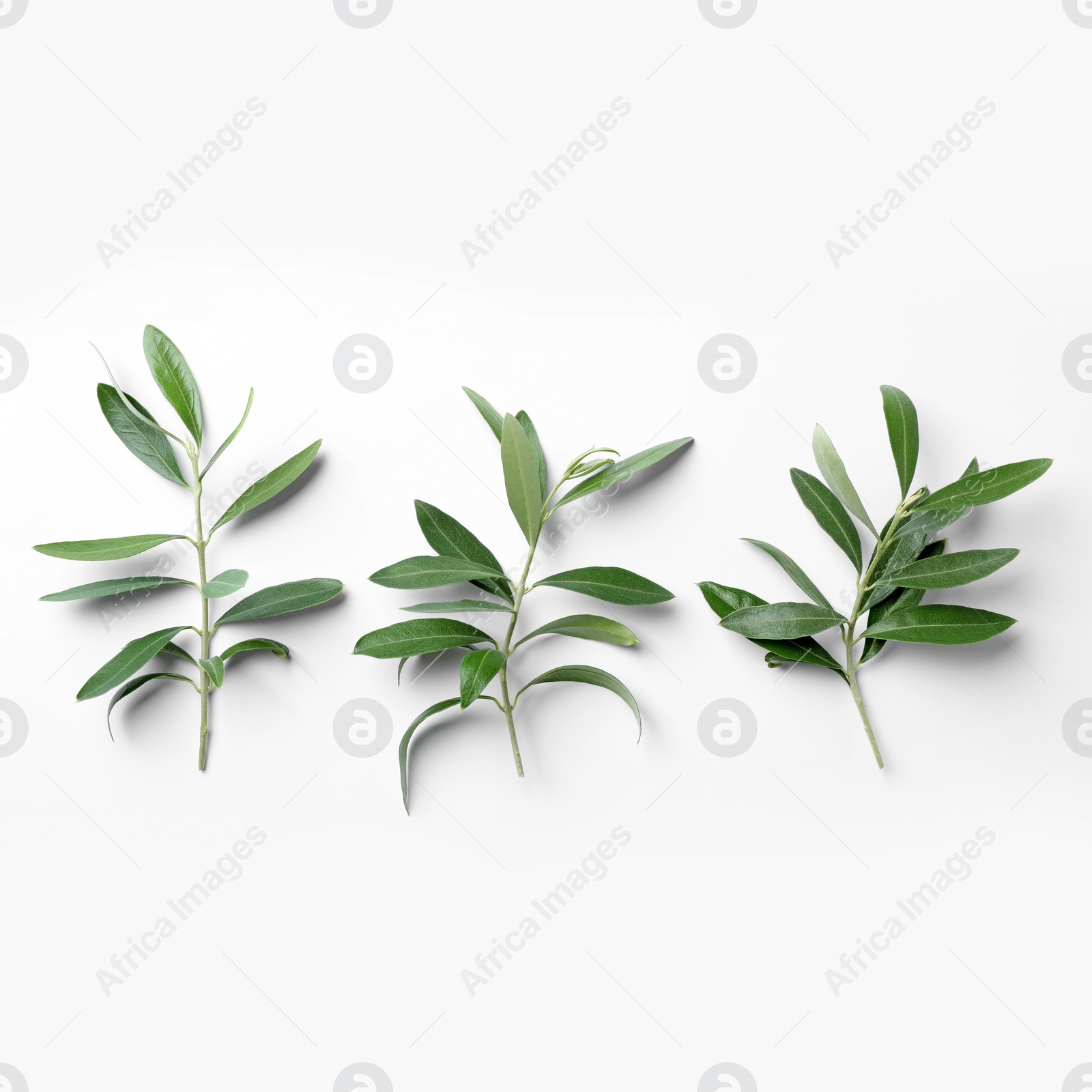 Photo of Twigs with fresh green olive leaves on white background, top view