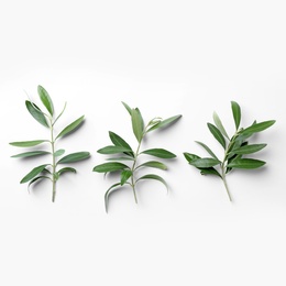 Twigs with fresh green olive leaves on white background, top view