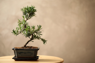 Photo of Japanese bonsai plant on wooden table, space for text. Creating zen atmosphere at home