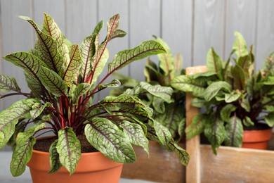 Photo of Potted sorrel plants on light grey background, closeup