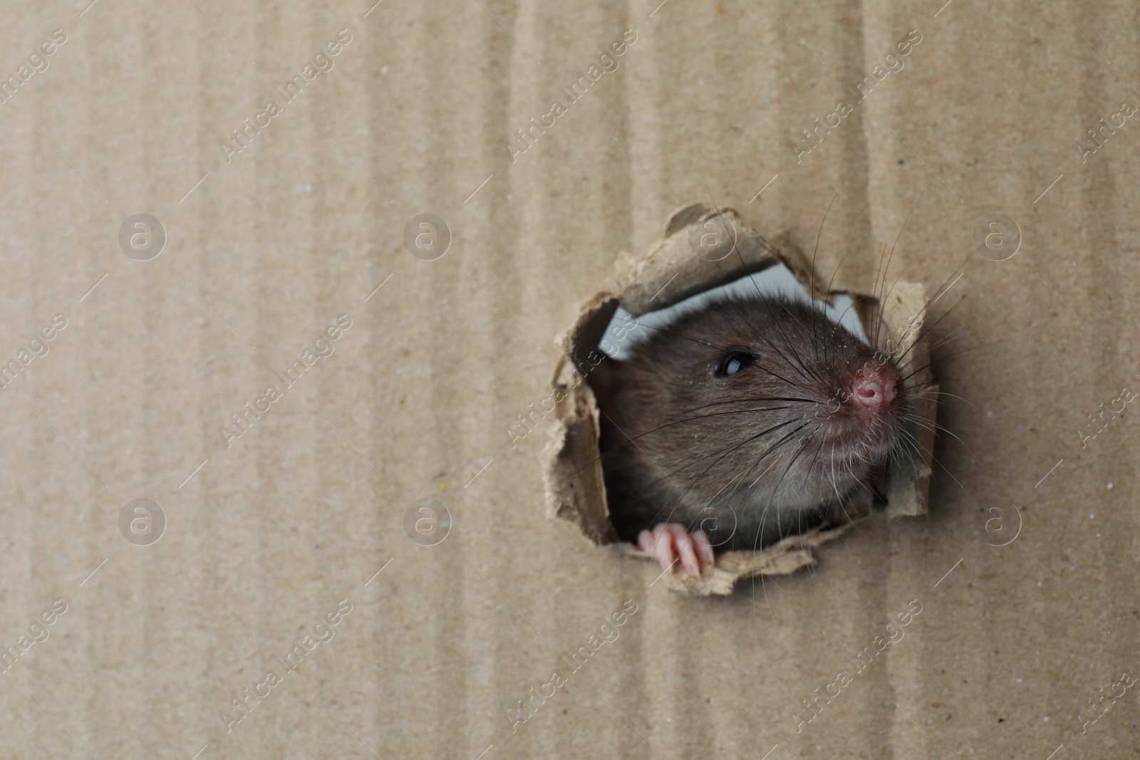 Photo of Cute rat looking through hole in cardboard sheet. Space for text